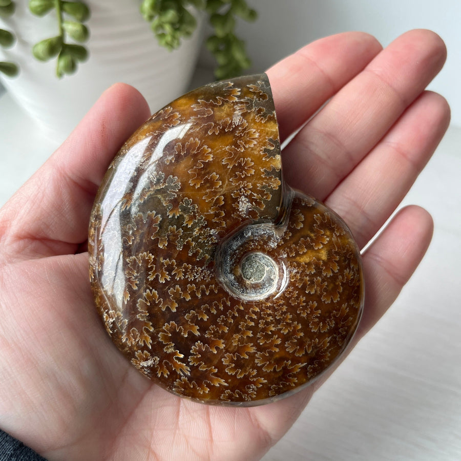 whole polished sutured ammonite