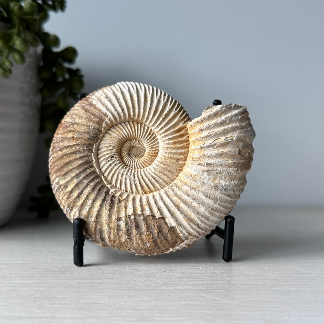 Unusual Ammonite on Metal Stand