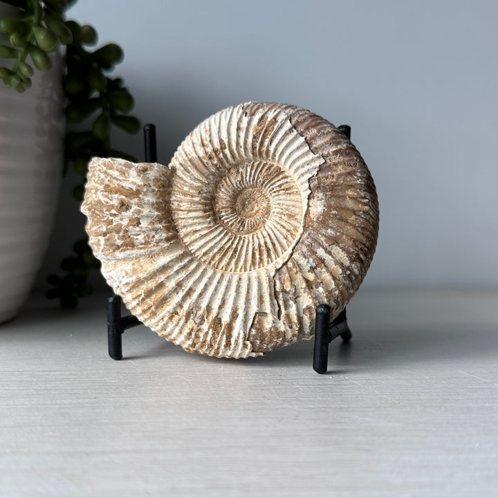 Unusual Ammonite on Metal Stand
