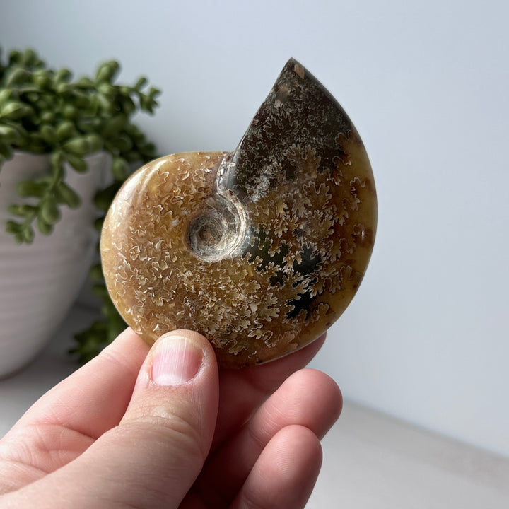 Ammonite entière suturée 