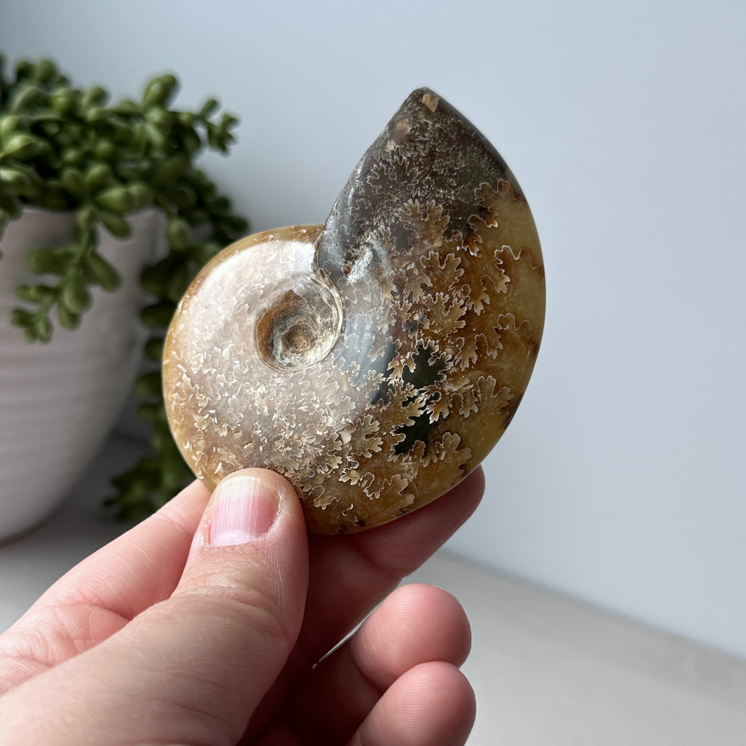 Ammonite entière suturée 
