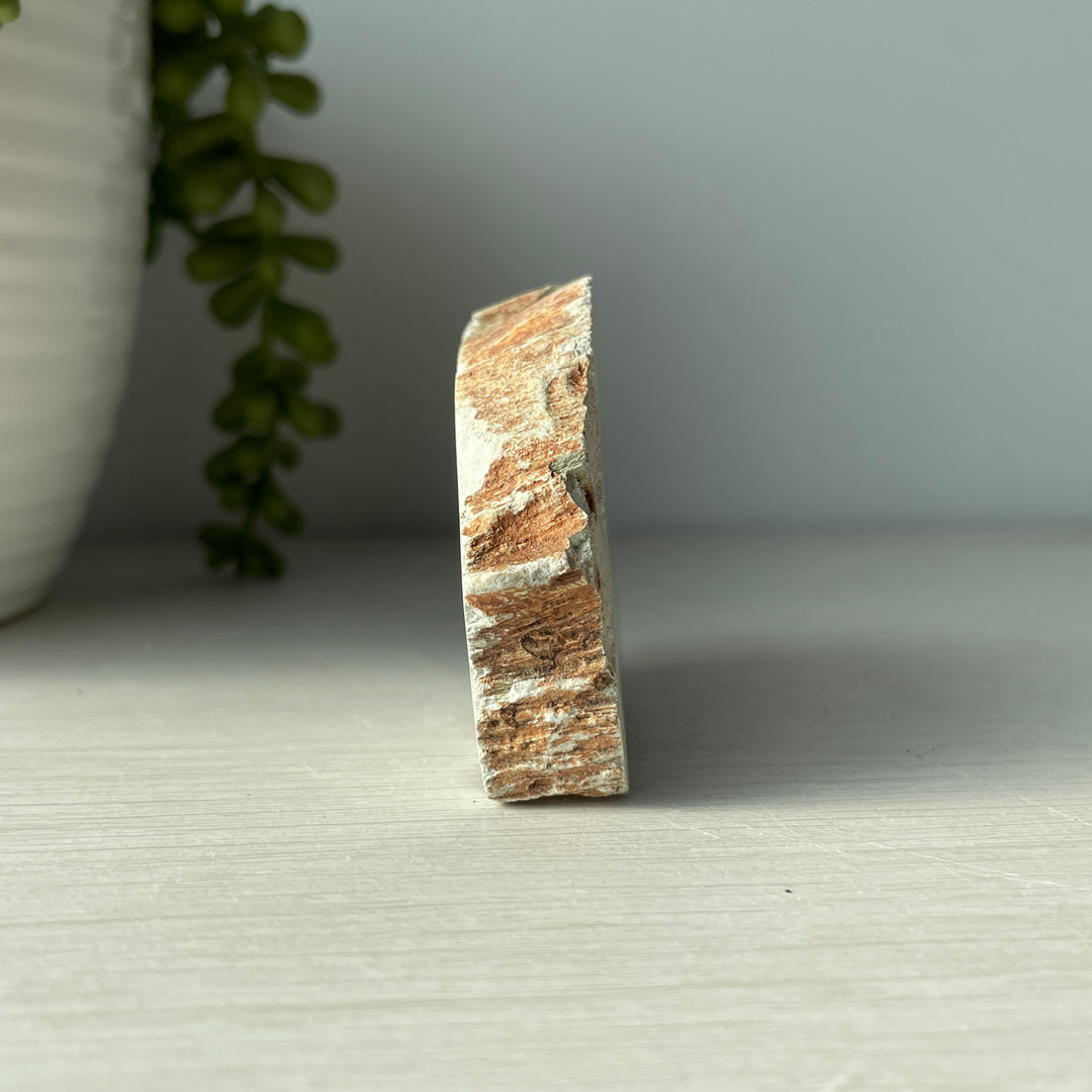 Mini Petrified Wood Slab