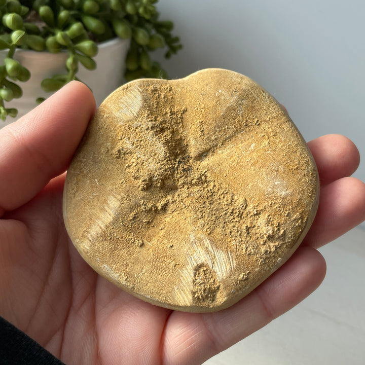 Genuine Fossil Sea Biscuit