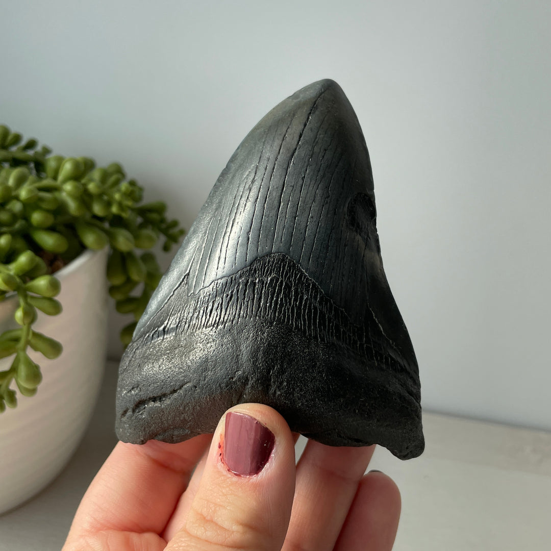 Diente de tiburón fósil genuino Megalodon de 4,2 pulgadas con bordes dentados
