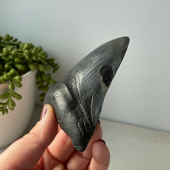 Véritable dent de requin fossile Megalodon 4,2 pouces avec bords dentelés