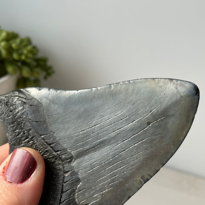 Véritable dent de requin fossile Megalodon 4,2 pouces avec bords dentelés