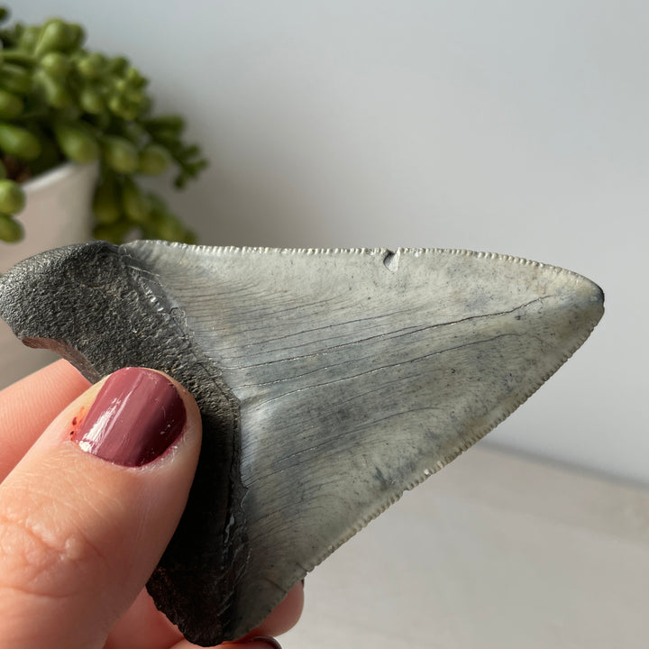 Véritable dent de mégalodon fossile 3,3 pouces avec bords dentelés