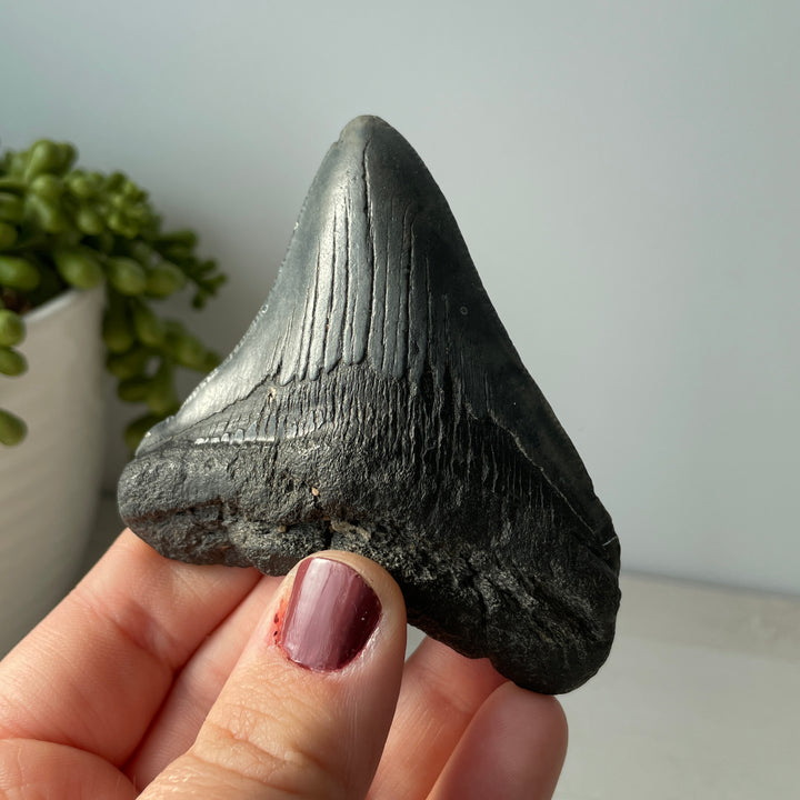 Diente de Megalodón fósil genuino de 3,3 pulgadas con bordes dentados