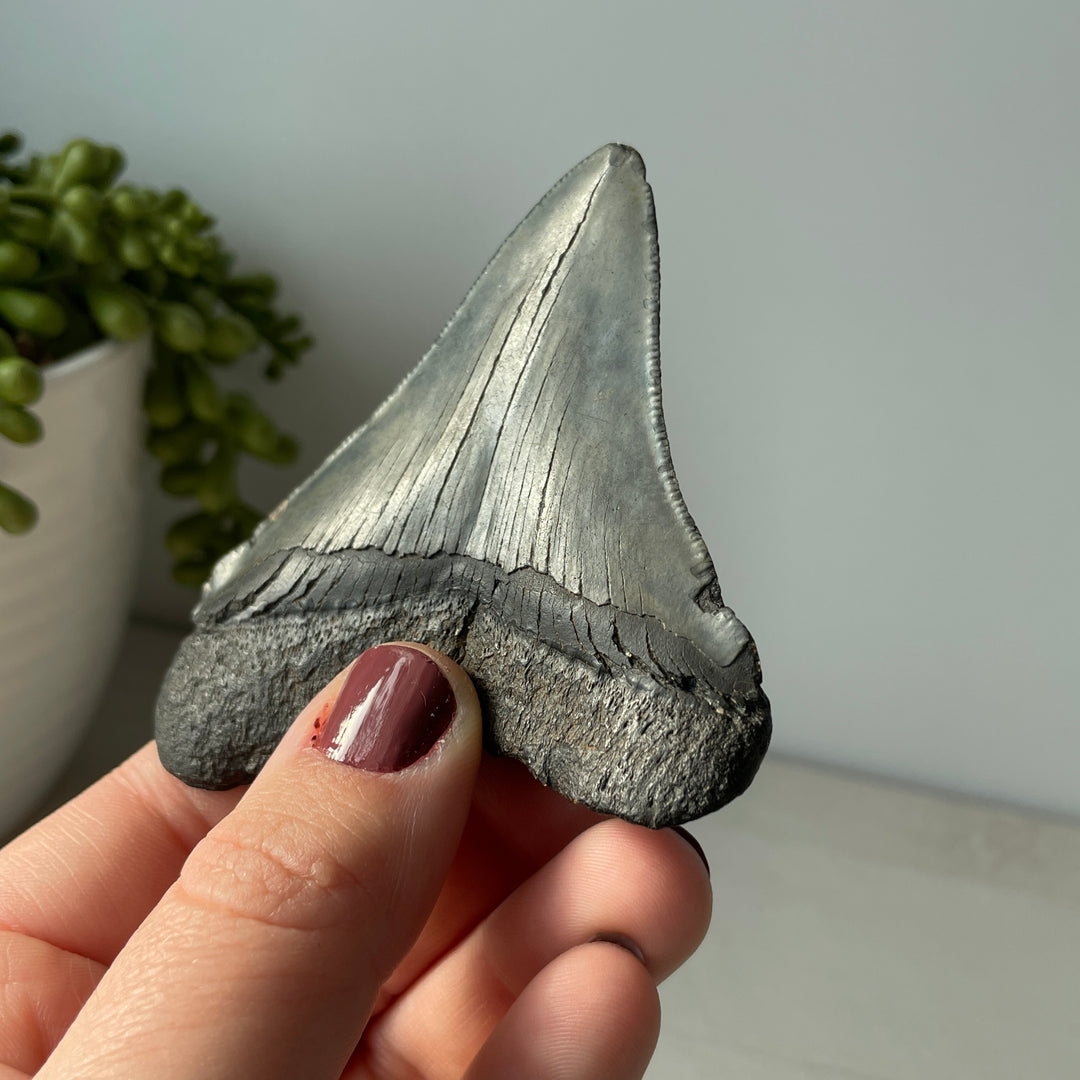 Genuine Fossil Megalodon Tooth 3.3 inches with Serrated Edges