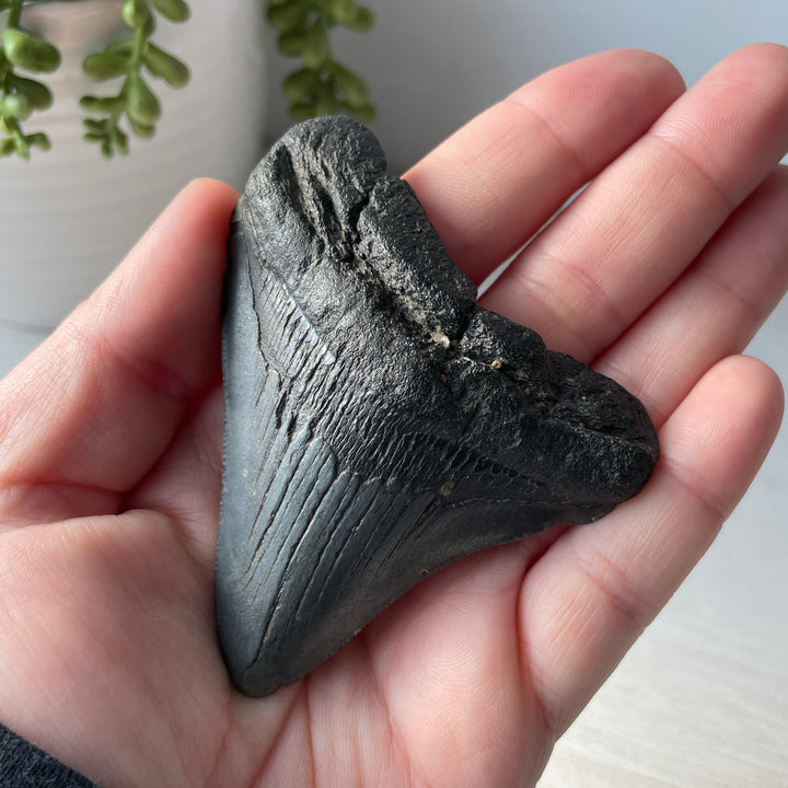 Diente de Megalodón fósil genuino de 3,3 pulgadas con bordes dentados