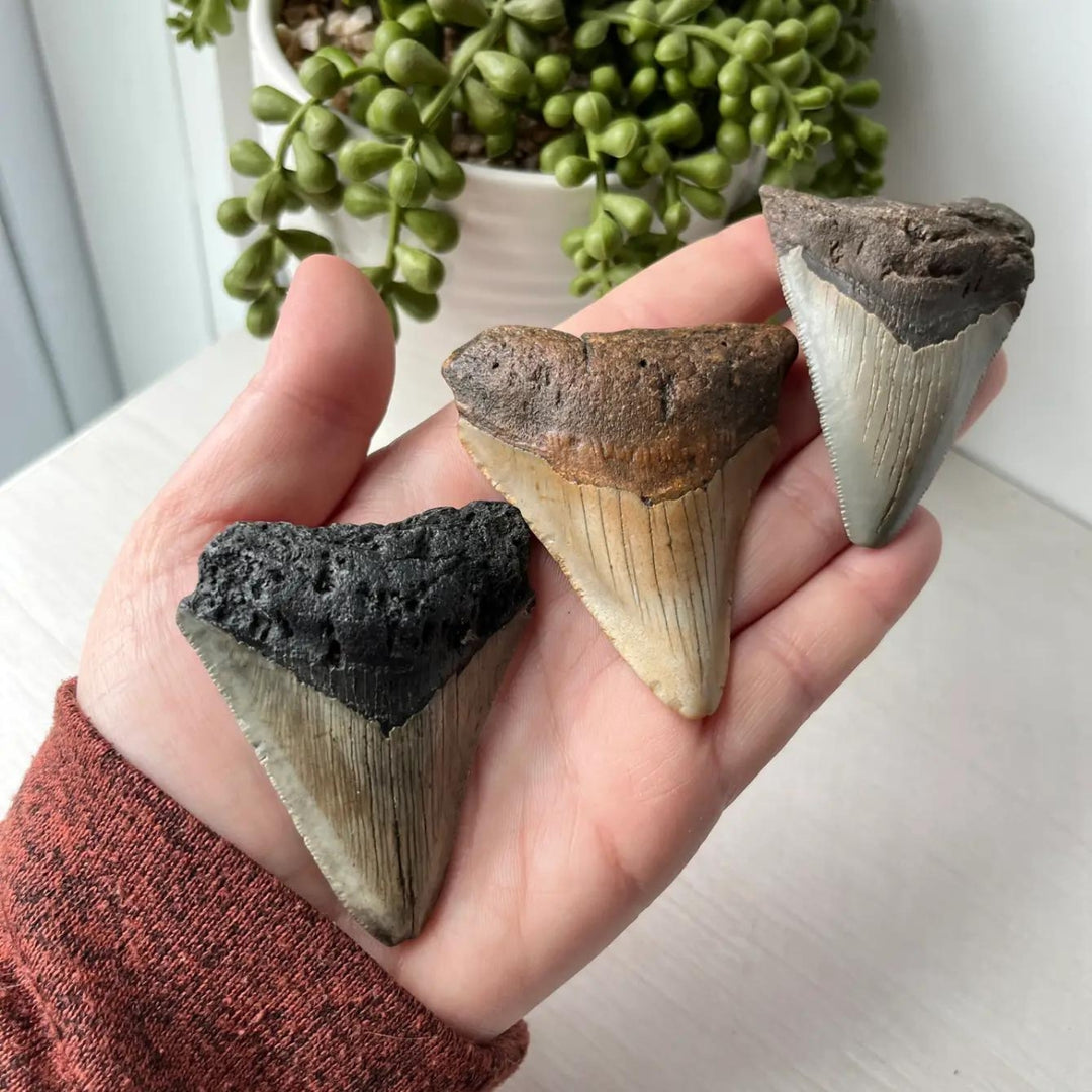 Genuine Fossil Megalodon Tooth Average 2.8"