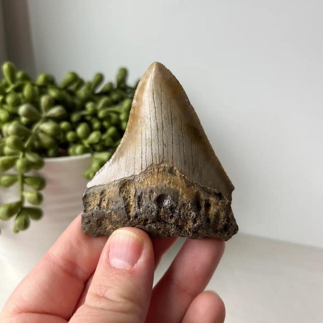Genuine Fossil Megalodon Tooth Average 2.8"