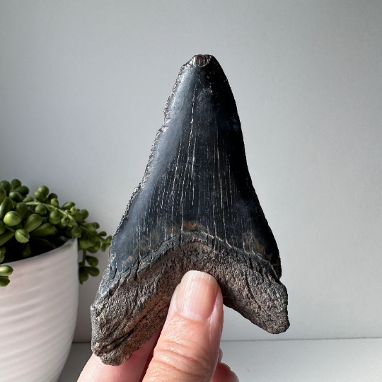 Véritable dent de requin fossile Megalodon 4,2 pouces