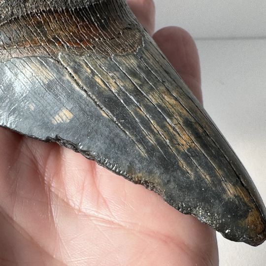 Genuine Fossil Megalodon Shark Tooth 4.2 inches