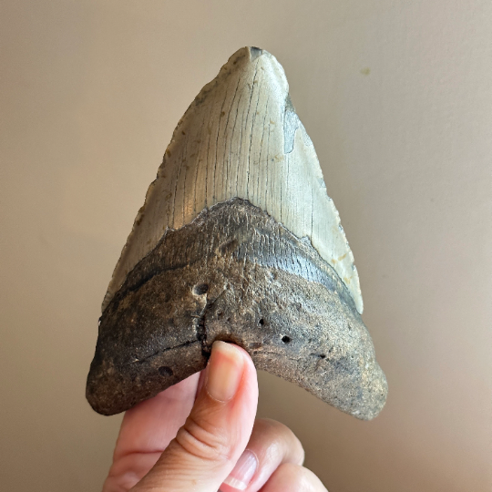 Véritable dent fossile de mégalodon 4,9 pouces