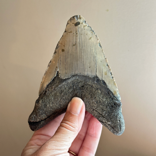 Genuine Fossil Megalodon Tooth 4.9 inches