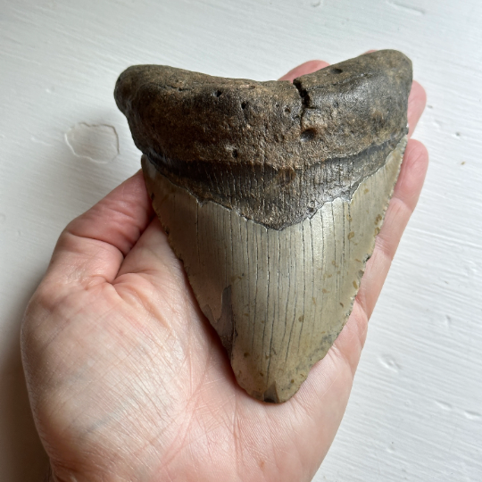 Véritable dent fossile de mégalodon 4,9 pouces