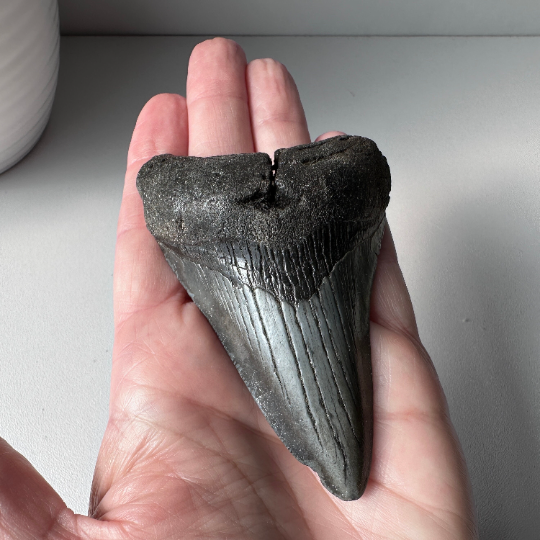 Genuine Fossil Megalodon Tooth 3.6 inches