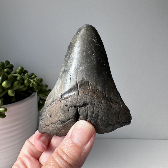 Véritable dent fossile de mégalodon 3,6 pouces