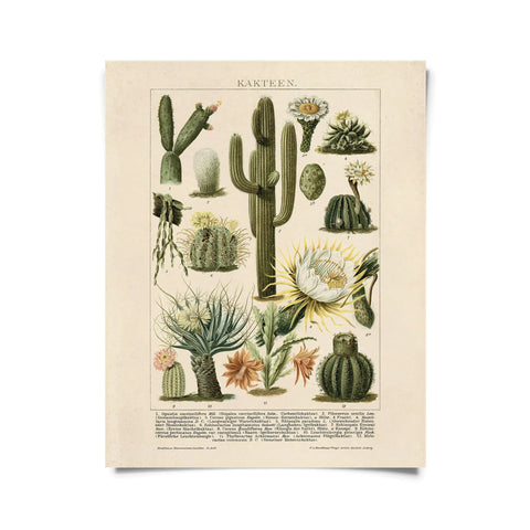 Meyers Konversations-Lexikon Cactus Print