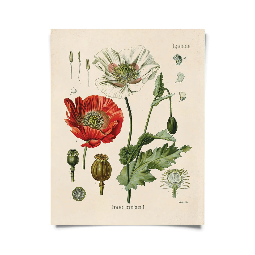 Müller Poppy Print