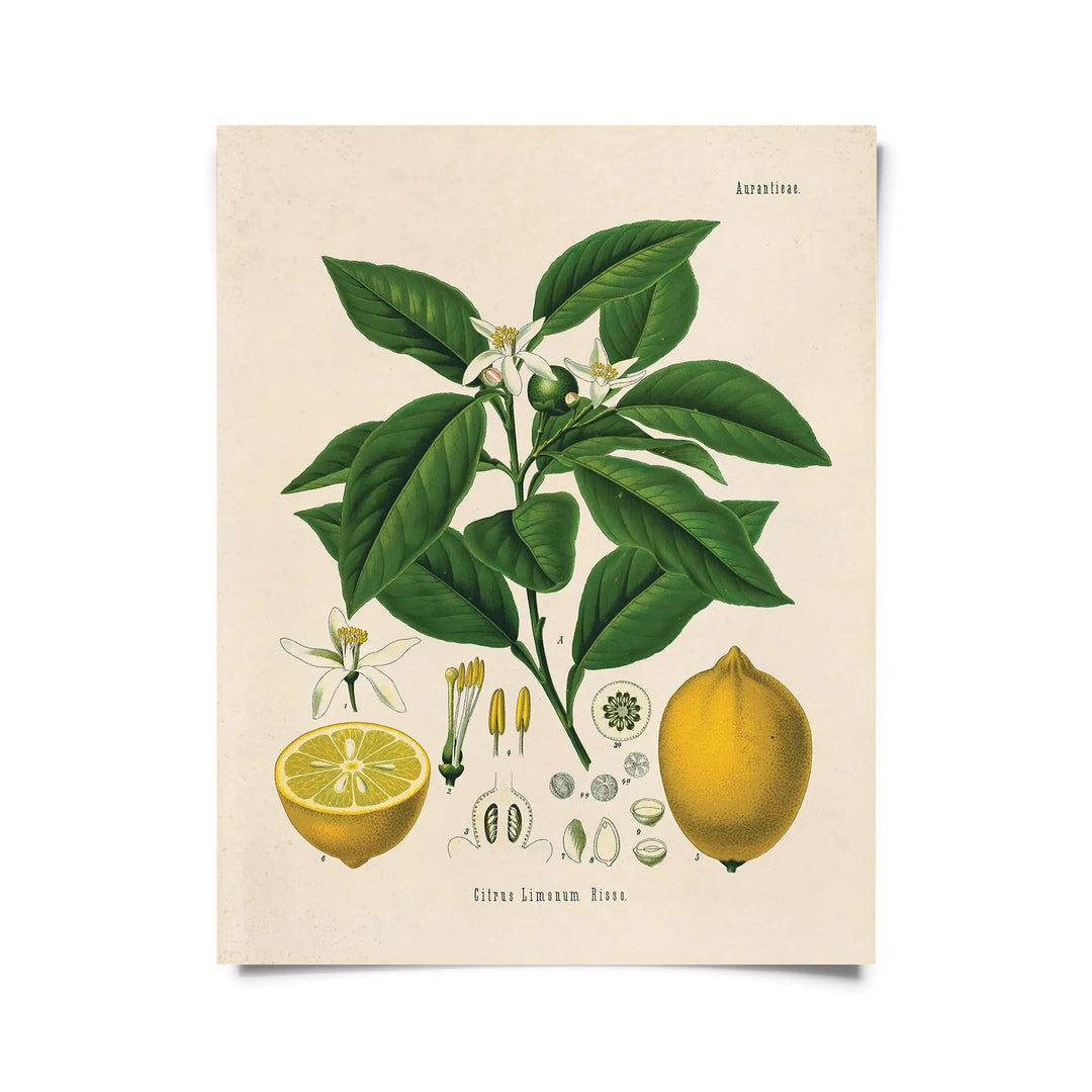 Müller Lemon Print