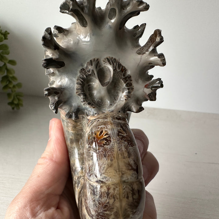 Whole End Chambered Lytoceras Ammonite - Free Standing
