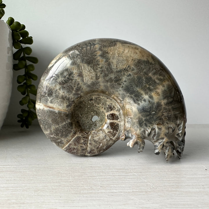 Whole End Chambered Lytoceras Ammonite - Free Standing