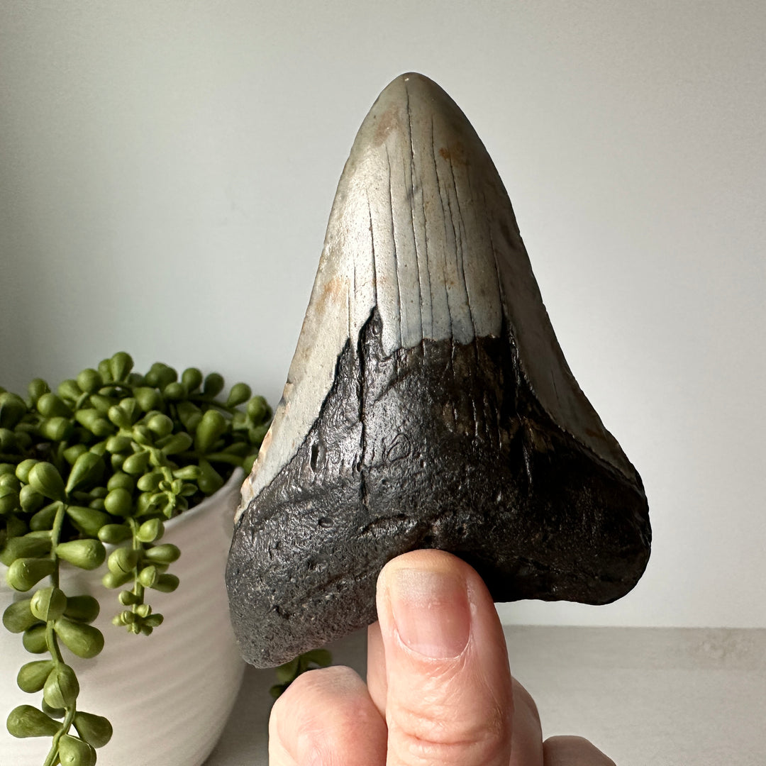 Diente de tiburón fósil genuino Megalodon 4,2 pulgadas