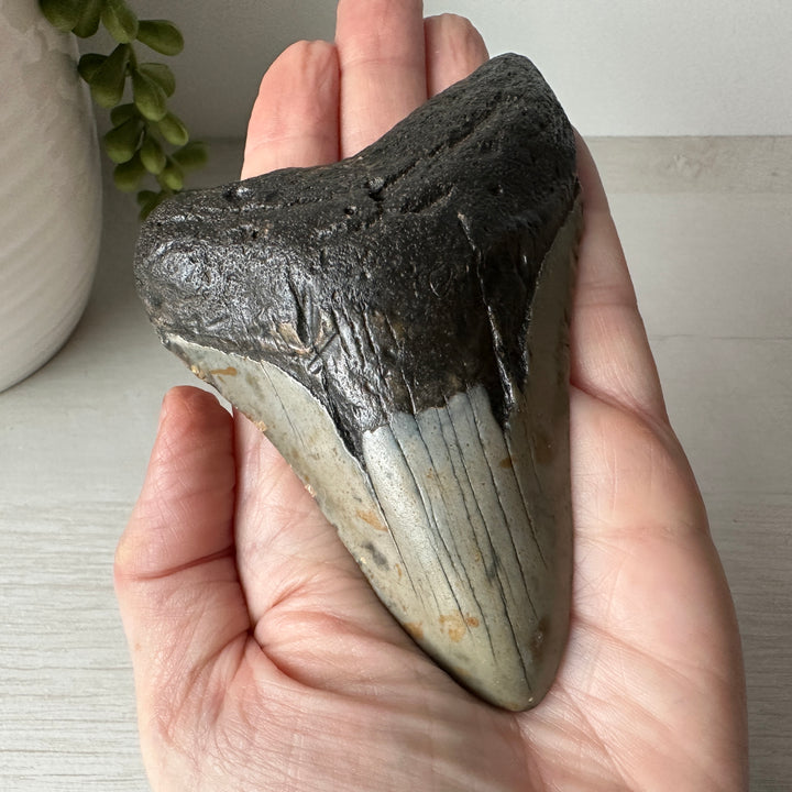Diente de tiburón fósil genuino Megalodon 4,2 pulgadas