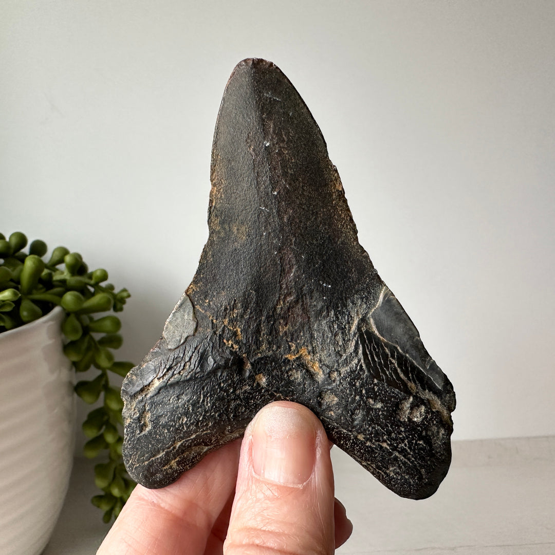 Genuine Fossil Megalodon Tooth 3.6 inches