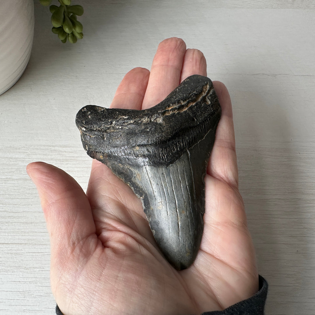Diente de Megalodon fósil genuino de 3,6 pulgadas