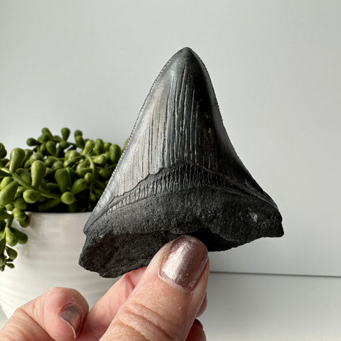 Genuine Fossil Megalodon Prehistoric Shark Tooth 3.1 inches Long