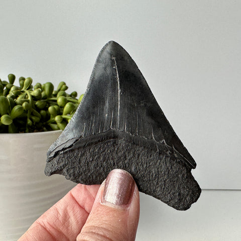 Genuine Fossil Megalodon Prehistoric Shark Tooth 3.1 inches Long