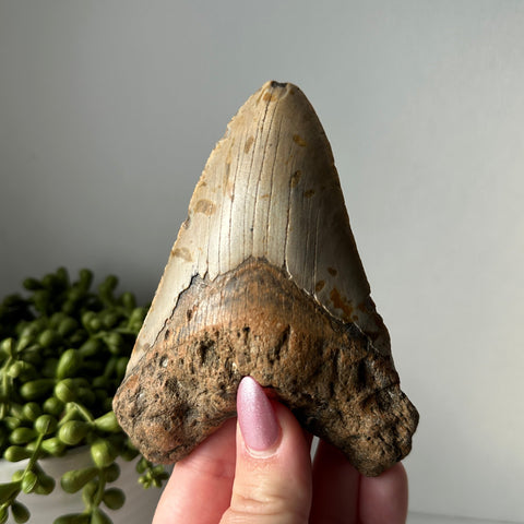 Genuine Fossil Megalodon Tooth 4.6 inches