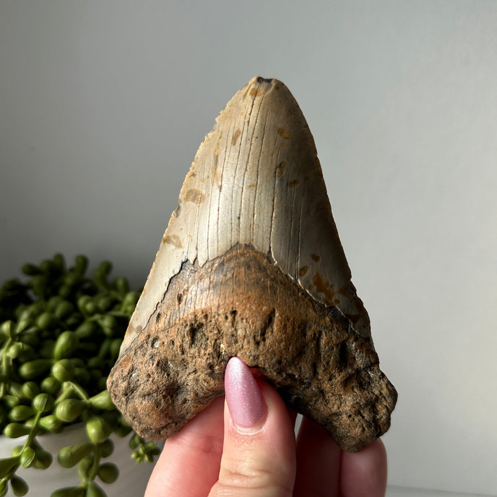 Genuine Fossil Megalodon Tooth 4.6 inches