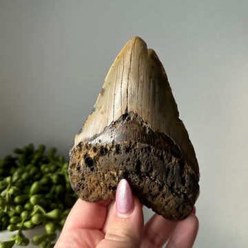 Genuine Fossil Megalodon Tooth 4.6 inches