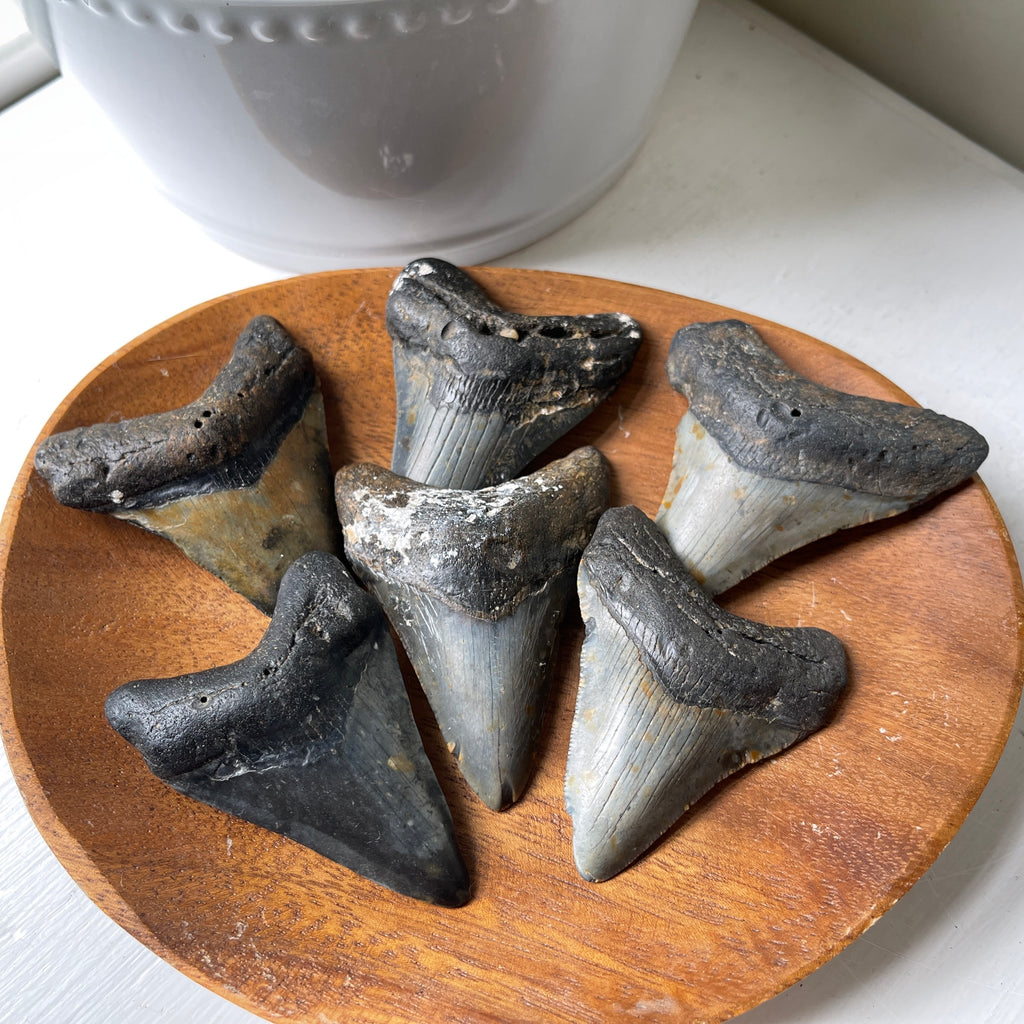 genuine authentic fossil shark megalodon tooth collector display huge real