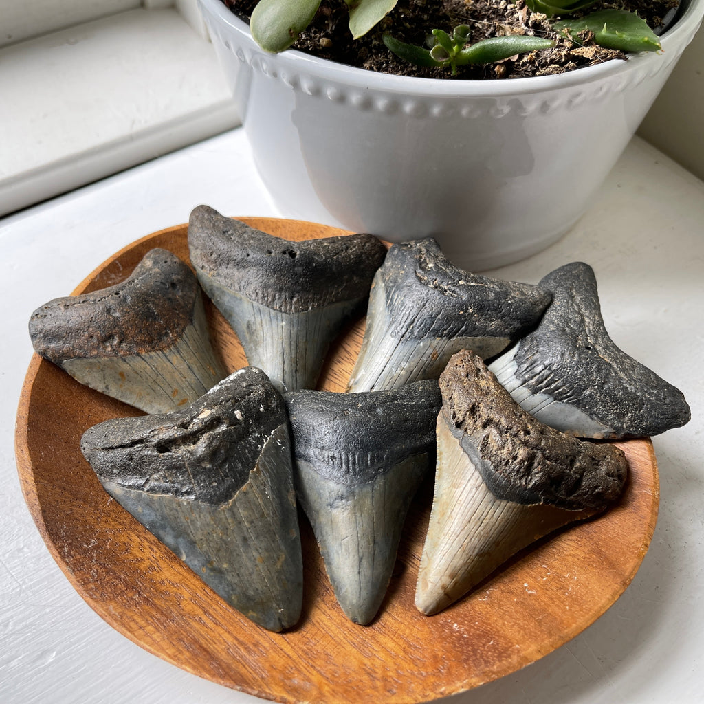 genuine prehistoric megalodon shark tooth