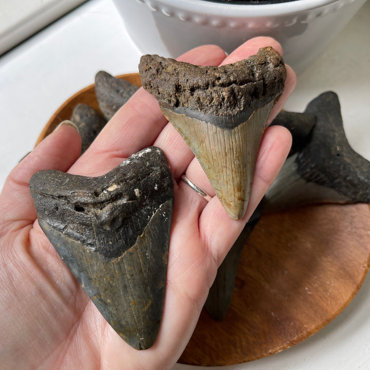 genuine prehistoric megalodon shark tooth