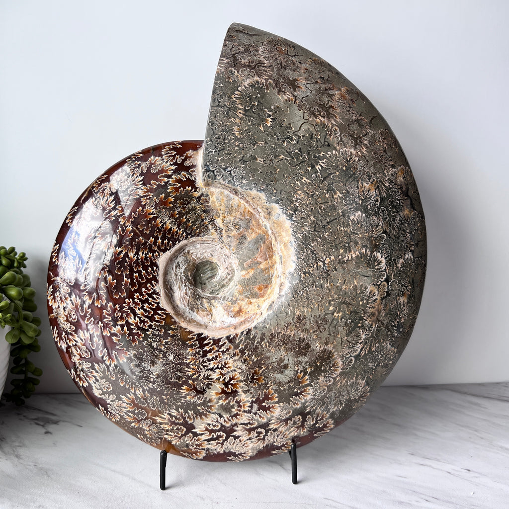 whole sutured ammonite fossil shell