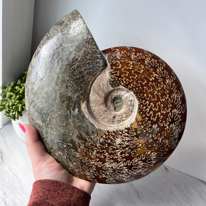 whole sutured ammonite fossil shell