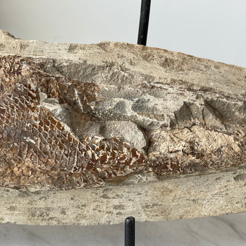 fossil Osteoglossidae fish from Brazil with stand