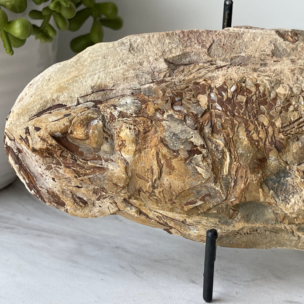 fossil Osteoglossidae fish from Brazil with stand