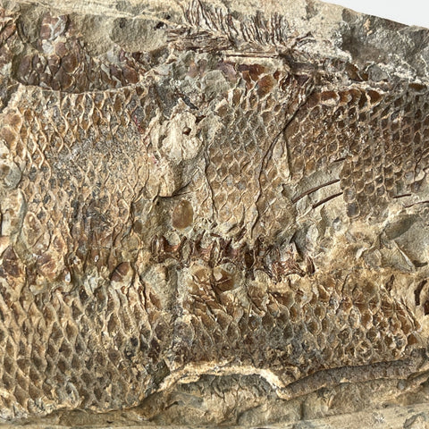 Fossil Osteoglossidae Fish from Brazil With Stand