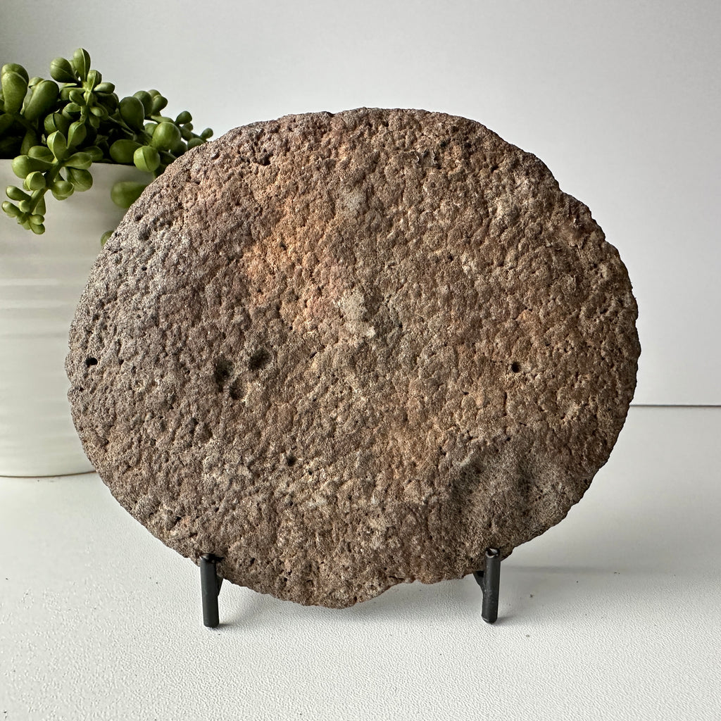 Genuine Large Fossil Prehistoric Whale Intervertebral Disc With Stand