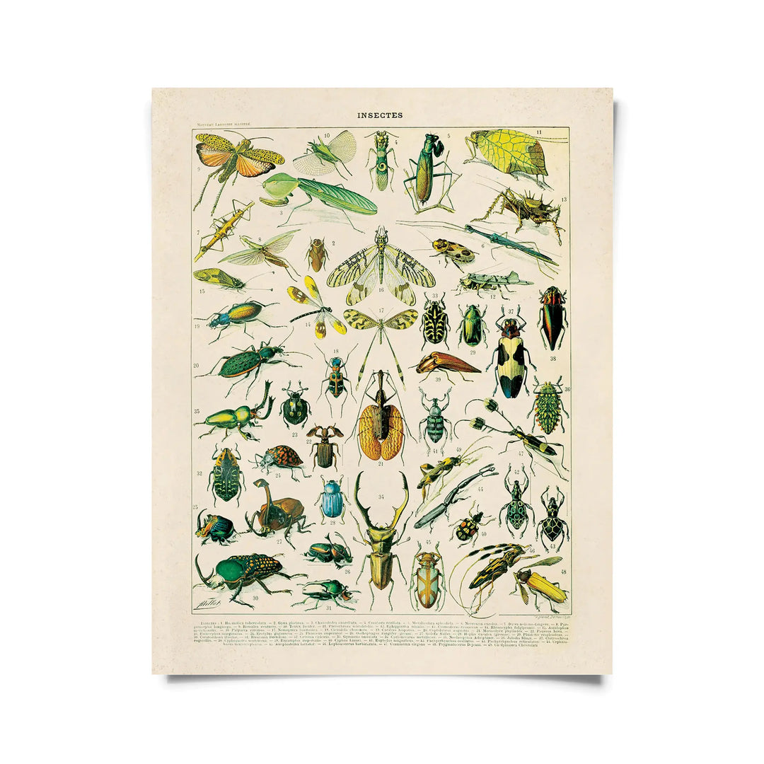 vintage millot insect print