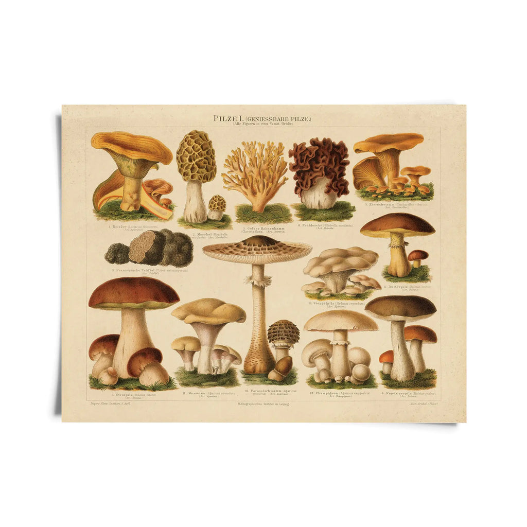 brown mushroom print